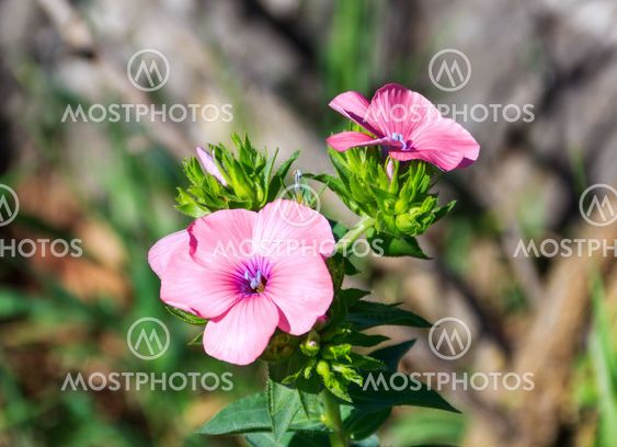 phlox flowers waking up early in the morning in the park Goren