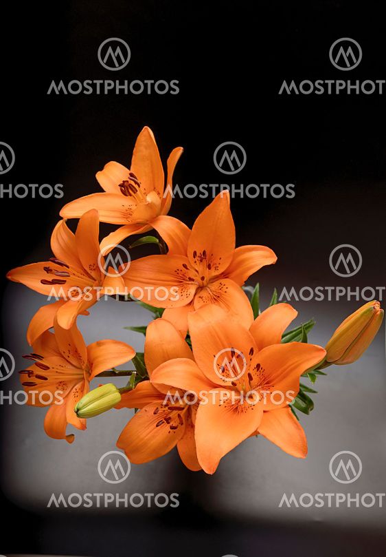 Lilium lancifolium, a bouquet of flowers in orange
