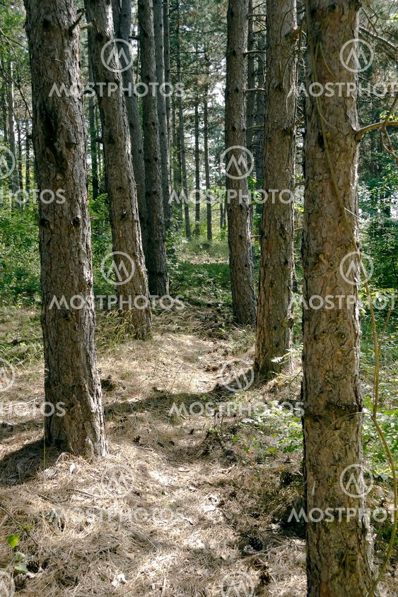 Trail in the forest