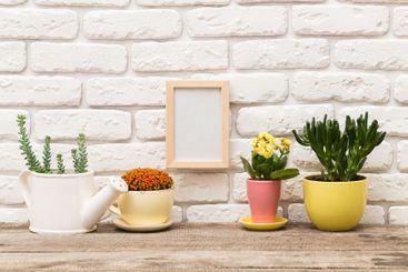 Decorative indoor plants arranged on a wooden table by a...