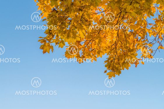 Branches of maple tree with yellow leaves against blue sky
