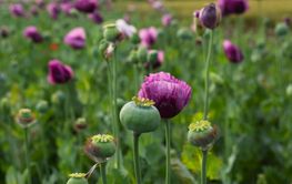 Opium poppy flowers blooming in cultivated agricultural.