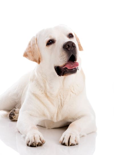 Labrador dog lying on floor