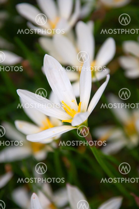 White lily or zephyranthes candida