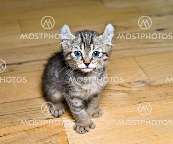 Kitten on Wood Floor