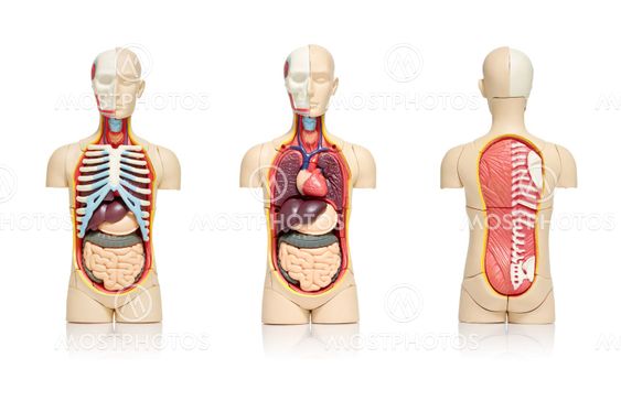 Human organs