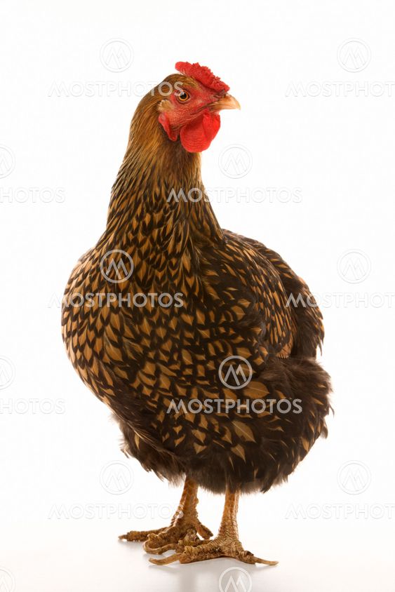 Golden Laced Wyandotte chicken.