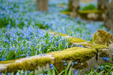 Scilla siberica spring flowers blossoming on sunny day...