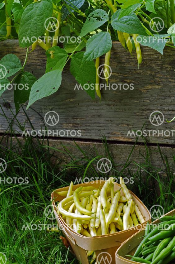 Fresh Beans V