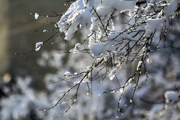 Thick layer of snow on tree branches