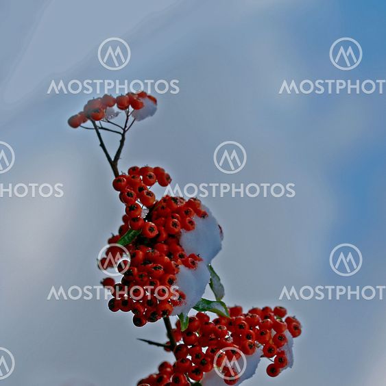 Winter Rapsody_20