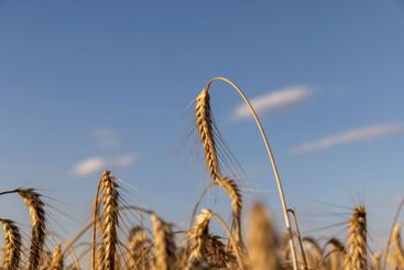 wheat field before harvest in the summer season