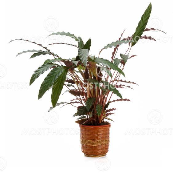 Ornamental Plants