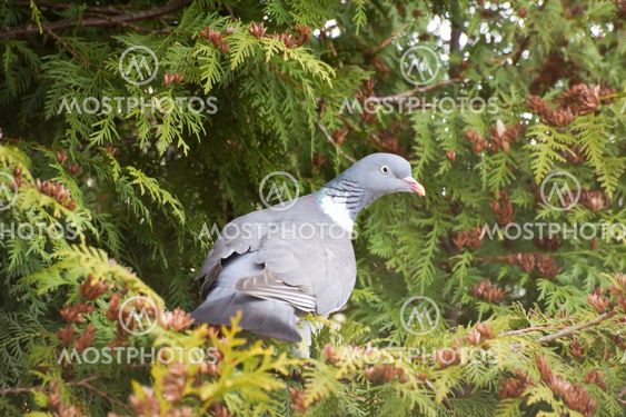Pigeon in bushes