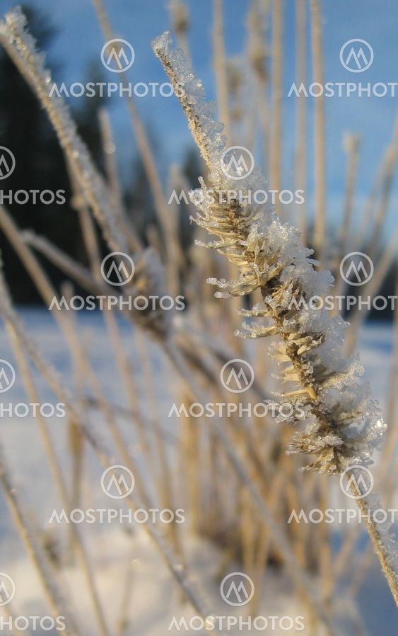Winter Grass III