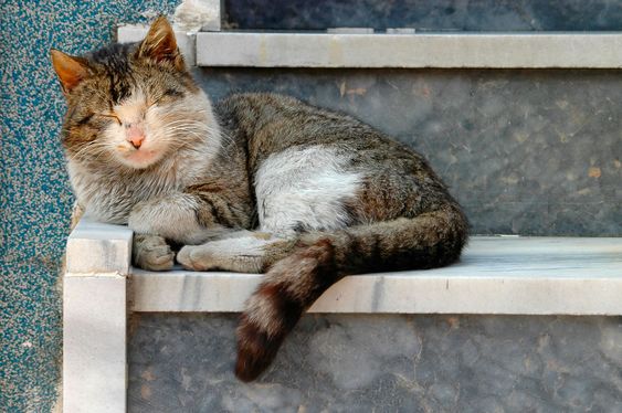 cat