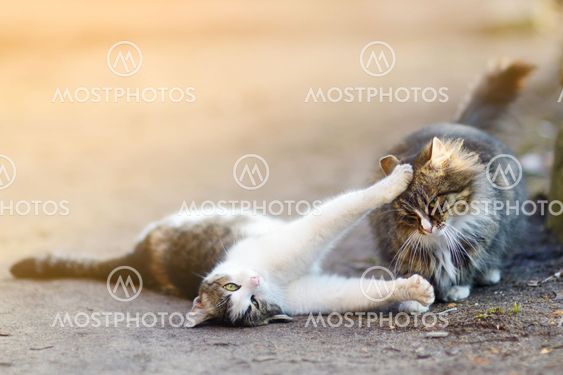 Two playful cats on spring