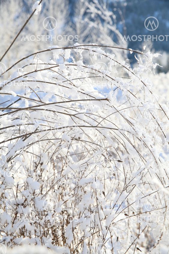 Snow forest