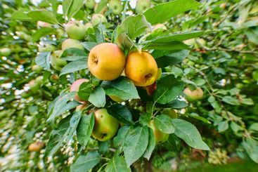 Apples, farm and tree with food for agriculture, growth...