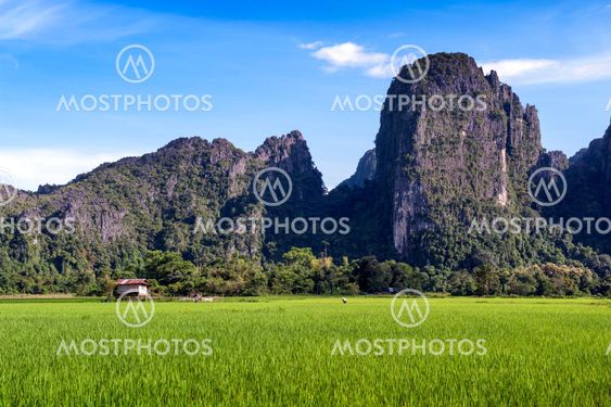 Green rice paddy field and limestone mountains in Vang Vieng, popular tourist resort town in Lao PDR.