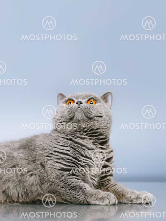 British Shorthair Cat