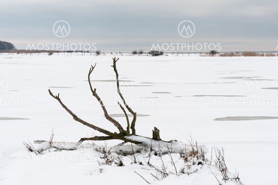 Fallen dead tree in a snowy landscape