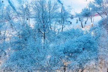 snow-covered tree in city park in blue winter dusk