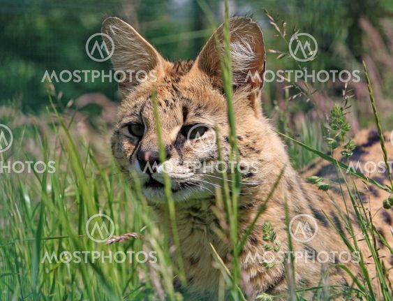 Serval