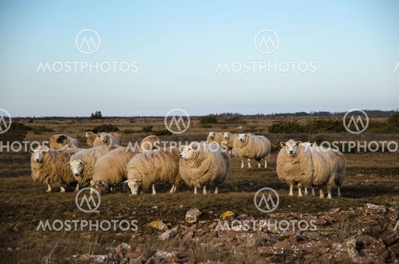 Flock of grazing sheep