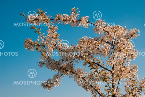 blossom in spring