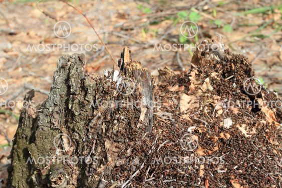 anthill on hemp in spring wood