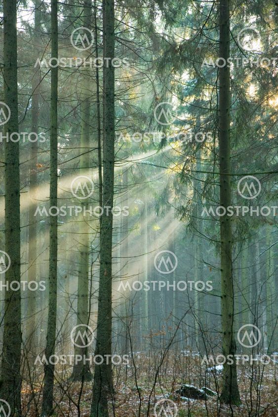 Lys ind tåget skov