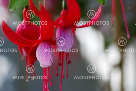 Blossom fuschia flower