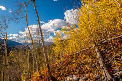 Aspen grove at autumn in Rocky Mountains