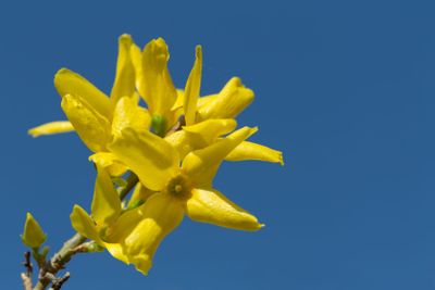 Yellow blossoms of forsythia 