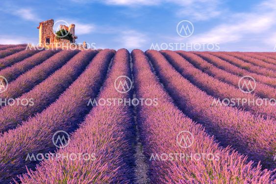 Lavender field summer near Valensole.