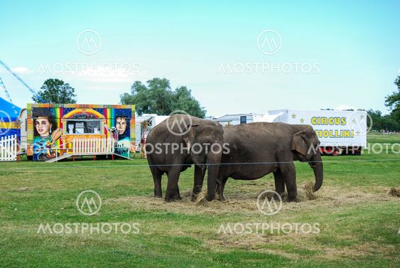 Circus elephants