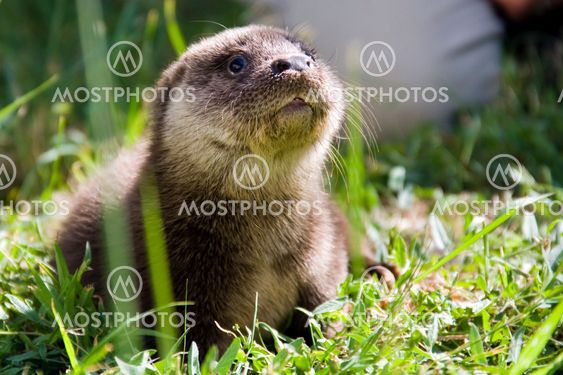 Orphaned otter baby