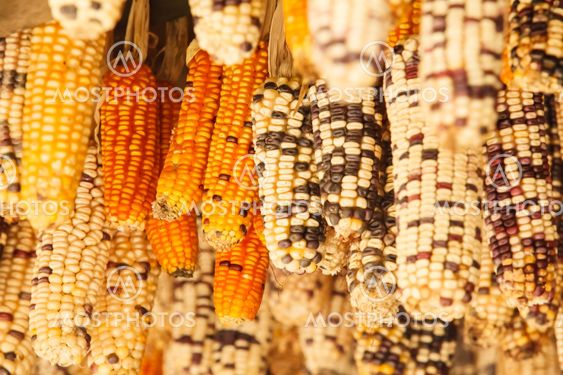 Beautiful ear of corn