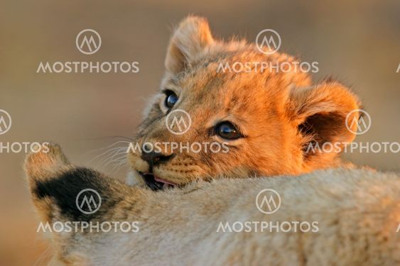 Lion cub