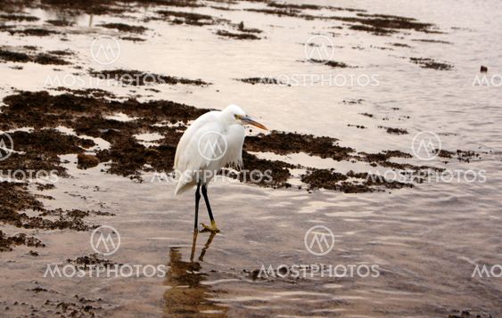 Egret