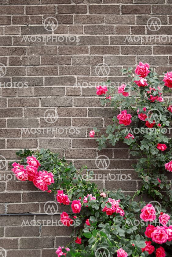 Roses on brick wall