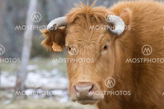 Brown cow head
