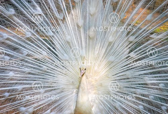Dancing White Peacock