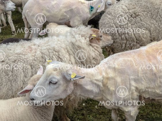 sheared sheep