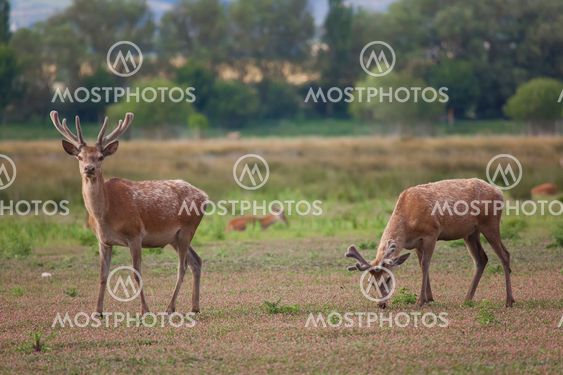 Moose, Vitoria, Alava, Spain