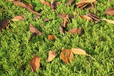 fallen leaves on a juniper tree
