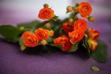 beautiful colourful blossoming flowers bouquet of fresh...