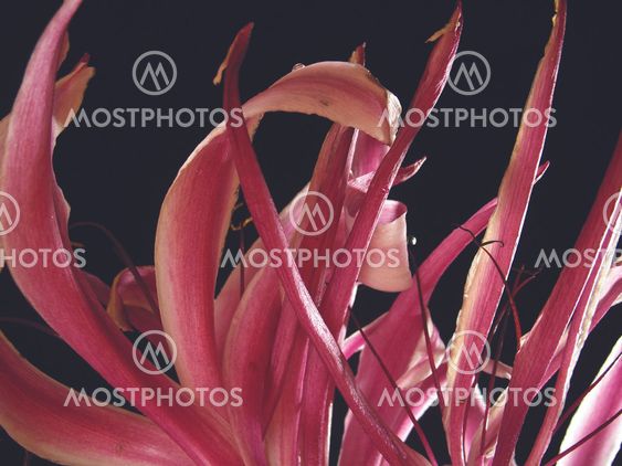 The Giant Spider Lily -6