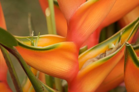 Exotiska tropiska Flower abstrakt